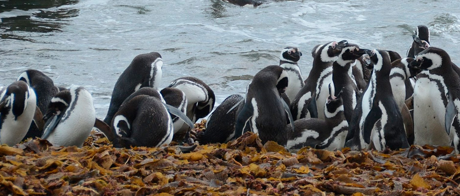 pinguineras-punta-arenas