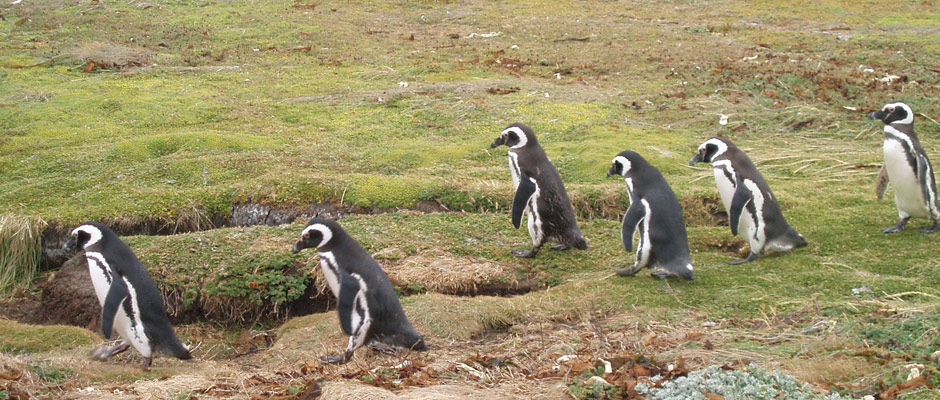seno-otway-pinguinos